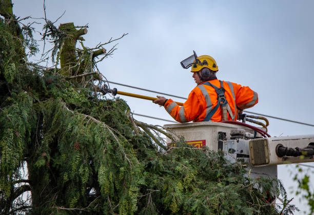 How Our Tree Care Process Works  in  Harmony, RI