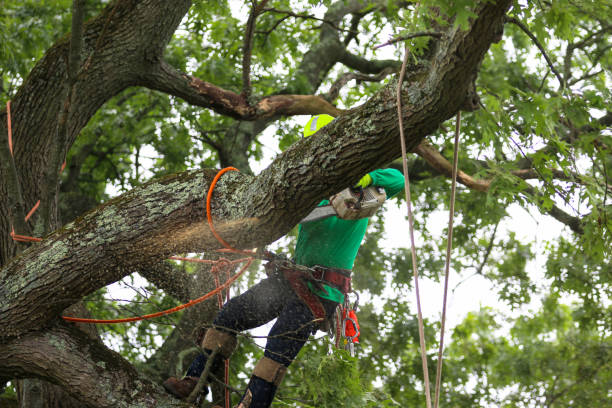 Pest Control for Lawns in Harmony, RI