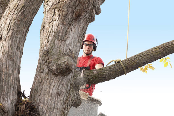 Harmony, RI Tree Services Company